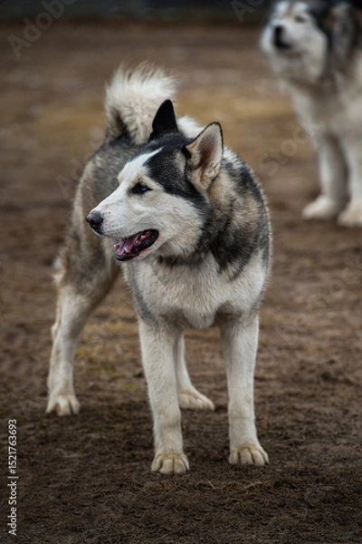 Fototapeta Sled Dog Stands in Yard Looking Left Second Dog in Background