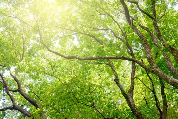 Fototapeta 新緑の樹木