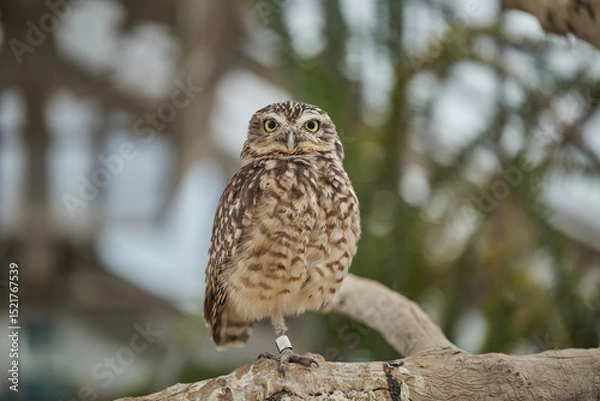 Obraz The little owl Athene noctua, the owl of Athena or owl of Minerva standing on a branch