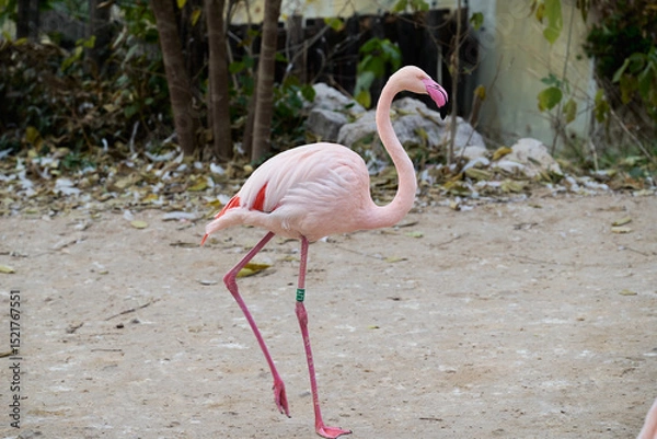 Obraz The greater flamingo Phoenicopterus roseus