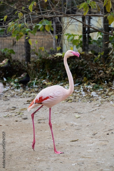 Obraz The greater flamingo Phoenicopterus roseus