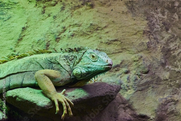 Obraz The green iguana (Iguana iguana), the American iguana