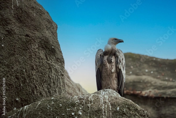 Obraz The Eurasian griffon vulture Gyps fulvus standing on a rock