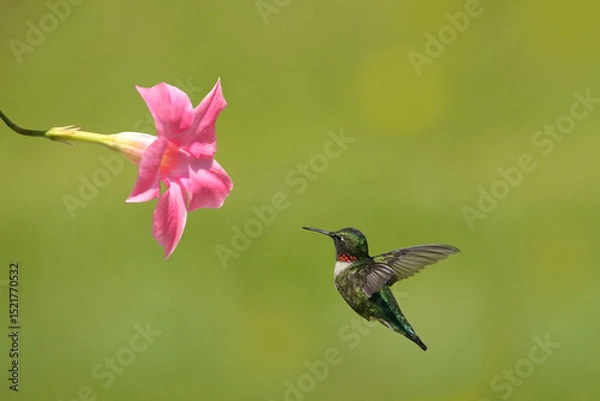 Fototapeta Ruby Throated Hummingbirds and spring flowers