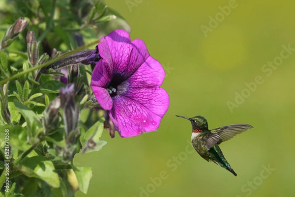 Fototapeta Ruby Throated Hummingbirds and spring flowers