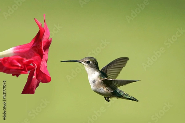 Fototapeta Ruby Throated Hummingbirds and spring flowers
