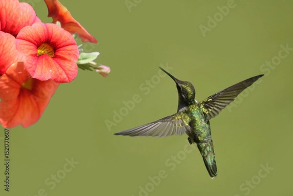 Fototapeta Ruby Throated Hummingbirds and spring flowers