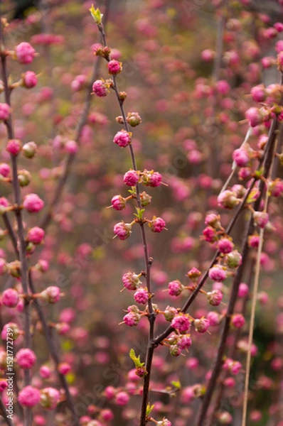 Obraz Selective focus of beautiful branches of pink flowers on the tree, Nature floral background.
