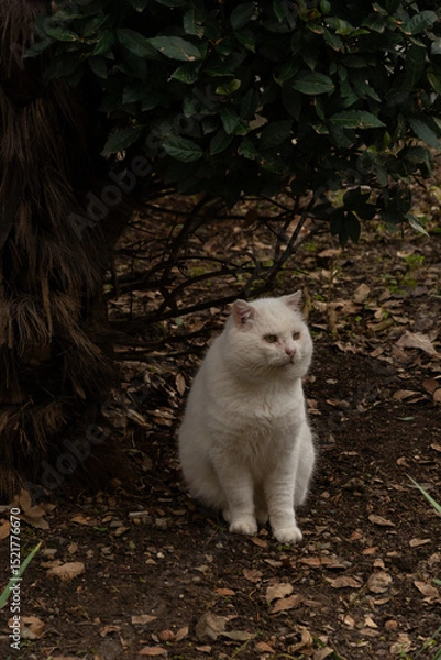 Obraz White cat sitting near tree
