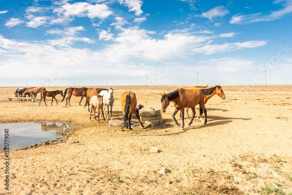 Obraz Wild horses drinking water from a spring in the desert of the Aral Sea,  Uzbekistan