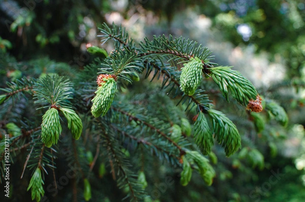 Fototapeta Brightly green prickly branches of a fur-tree or pine