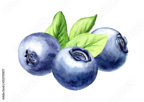 Fototapeta Fresh ripe wild forest blueberries . Watercolor hand drawn illustration, isolated on white background