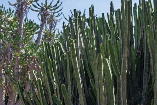 Fototapeta Dense cluster of tall columnar cacti, ideal for science textbooks, educational materials, or plant identification guides.