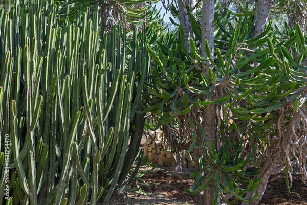 Fototapeta Vertical cactus stems creating a natural geometric pattern. Great for backgrounds, textures, or design mockups.