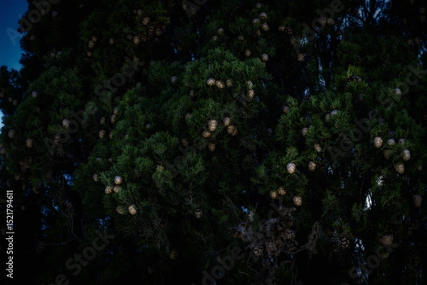 Fototapeta Cypress tree close-up showing detailed cone clusters. Great for organic product branding, packaging, or nature-focused campaigns.