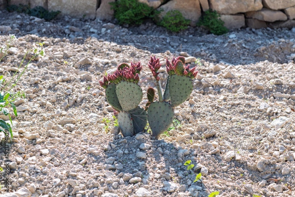 Fototapeta Cactus plant in a dry, sunlit field with a stone wall background. Use in gardening tutorials, survival blogs, or desert landscaping promotions.