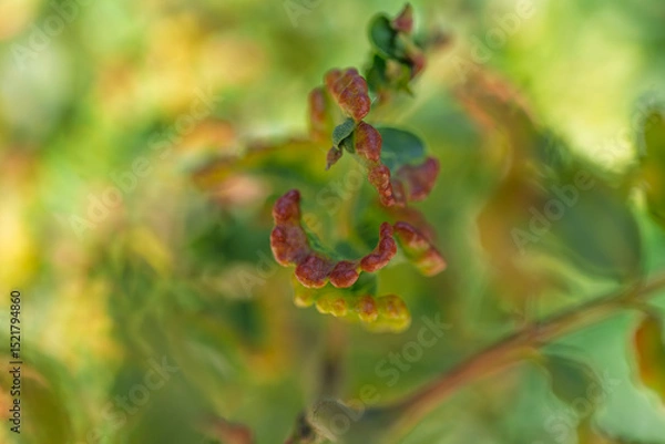 Fototapeta Detailed view of distorted plant leaves with red edges, likely aphid or fungal impact. Ideal for horticulture tutorials or farming diagnostics.