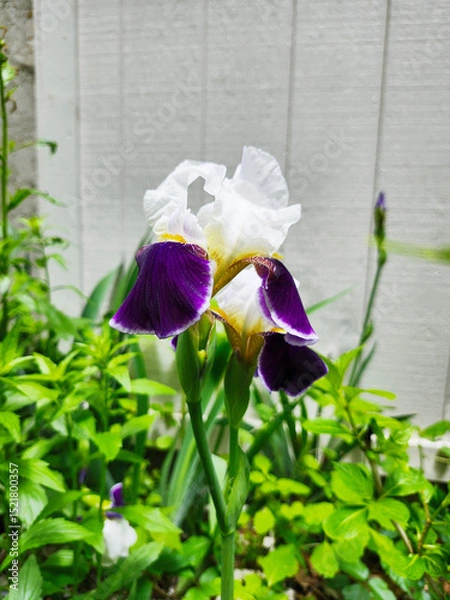 Fototapeta Purple and white bearded iris blooming in spring