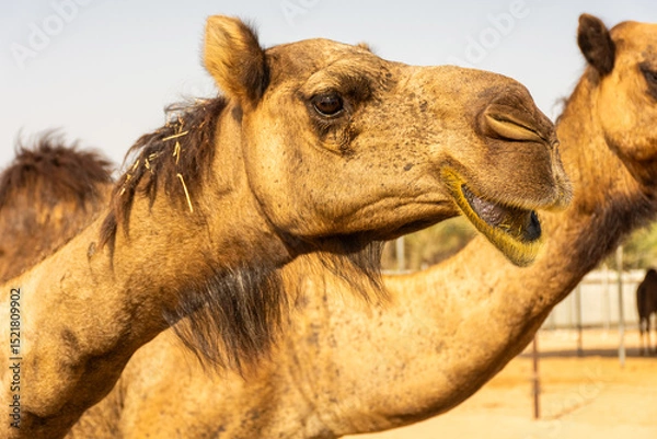 Obraz Camels in the desert of Abu Dhabi,  UAE