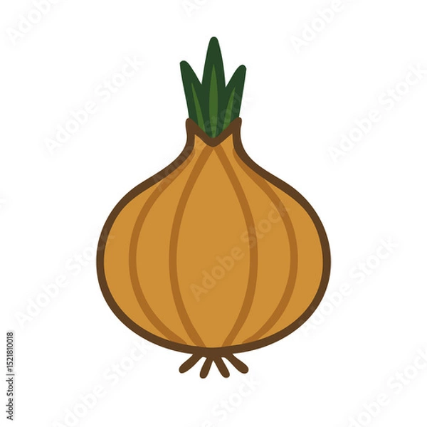 Obraz Flat vector illustration of an onion.