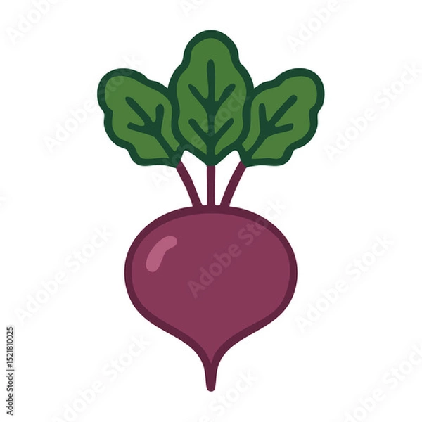 Obraz Flat vector illustration of a beetroot.