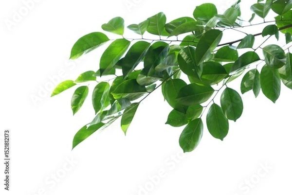 Obraz A tropical tree leaf with branches on white isolated background for green foliage backdrop 