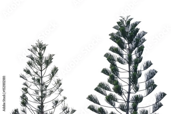 Obraz Two pines trees with leaves branches on white isolated background for green foliage backdrop 