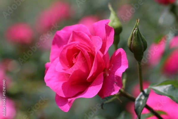 Fototapeta 馬見丘陵公園のバラ園