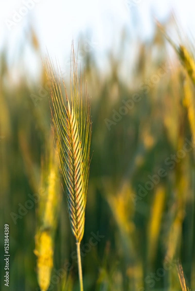 Obraz Macro photo of a wheat ear with intricate details and soft sunlight, surrounded by a blurred natural background. Concept of agriculture, growth, and the beauty of rural farming landscapes
