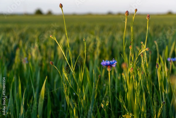 Obraz Single vibrant blue cornflower standing tall in green wheat field under soft golden sunlight on peaceful summer evening. Concept of simplicity, natural harmony, countryside calmness.