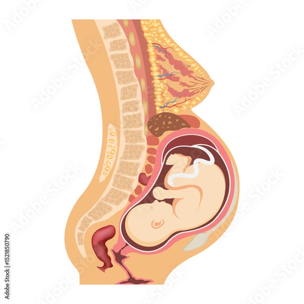 Fototapeta Pregnancy anatomy. Vector illustration of uterus with fetus and organs around