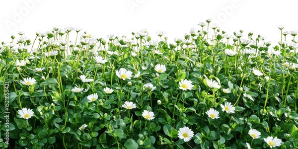 Obraz Field Of Daisies In Bloom. Nature'S Beauty And Tranquility In A Lush Green Meadow Isolated On Transparent Background