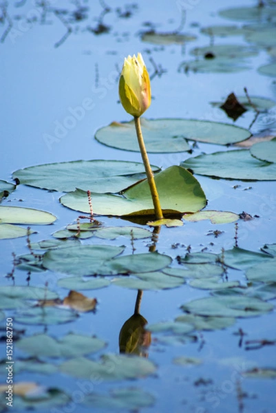 Obraz ninfea chiusa con riflesso nell'acqua