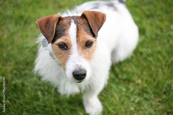 Obraz jack russell terrier