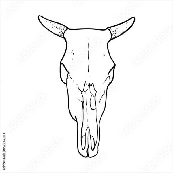 Obraz Cow Skull Illustration. Hand drawn black and white vector illustration of a bull skull with horns in line art style. Suitable for farming, agriculture and art projects. Graphic engraving design EPS10