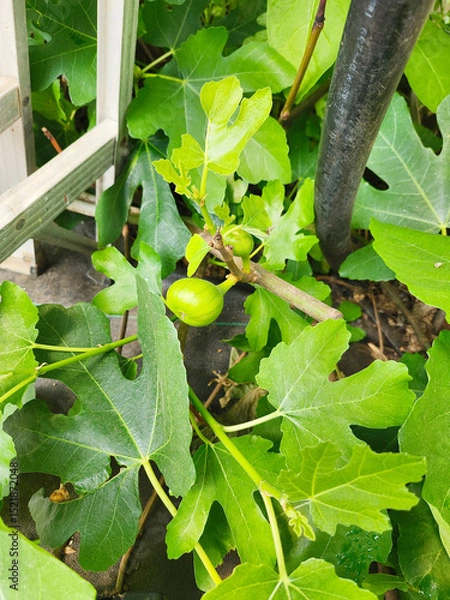Fototapeta Fig fruit tree going in a greenhouse. AI