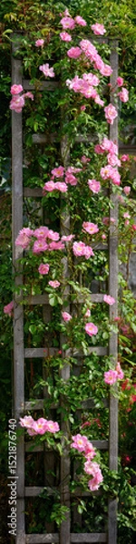 Fototapeta Tall and narrow, the rustic wooden trellis supports a lush cascade of vivid pink roses climbing upward in a vibrant display of natural beauty and structured growth