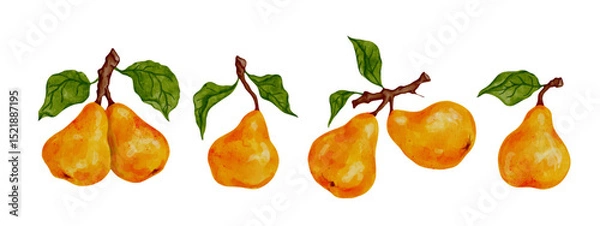 Fototapeta Set of ripe, juicy pears with green foliage. Vector graphics.