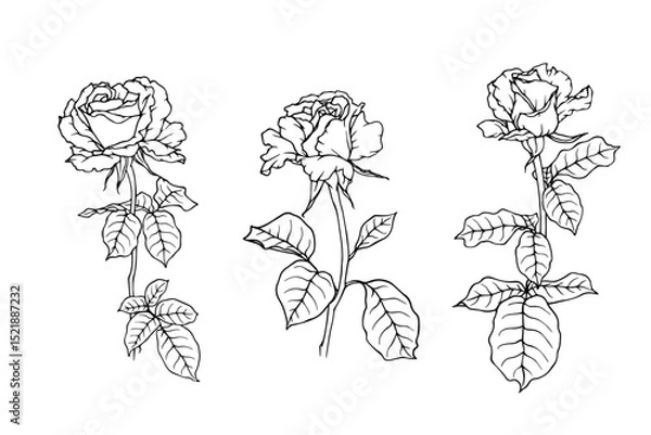Fototapeta Set of linear sketches, rose flower outlines. Vector graphics.