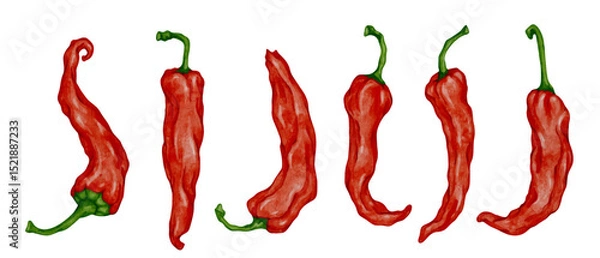 Fototapeta Set of red ripe chili pepper pods. Vector graphics.