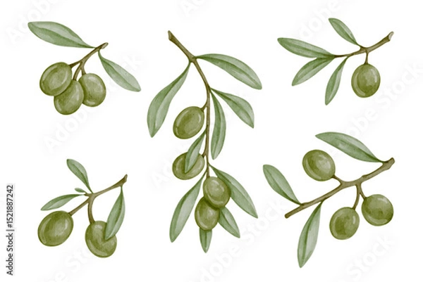 Fototapeta Set of green olive tree branches and ripe berries.Vector graphics.