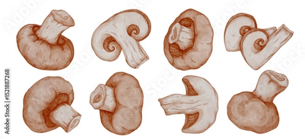 Fototapeta Set of champignon mushrooms and pieces of vegetables. Vector graphics.