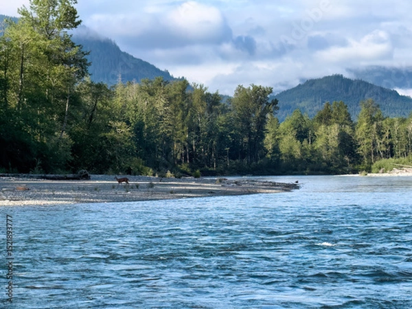 Fototapeta Skagit river in Washington state in late spring season with single deer on river bank