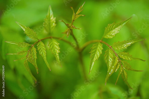 Fototapeta Plant macro photo on a background of blurred greenery.