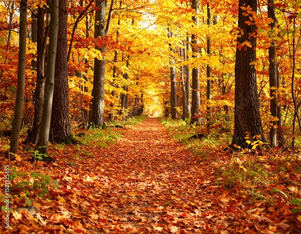 Fototapeta Serene pathway through vibrant autumn forest, surrounded by trees adorned with golden and orange leaves, creating picturesque natural scene