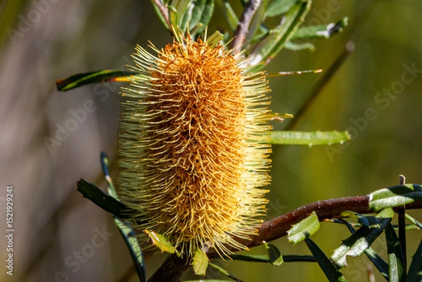 Obraz Silver or Honeysuckle Banksia