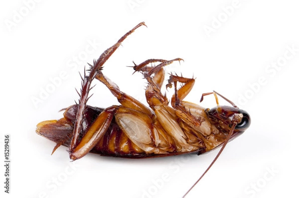Obraz cockroach
