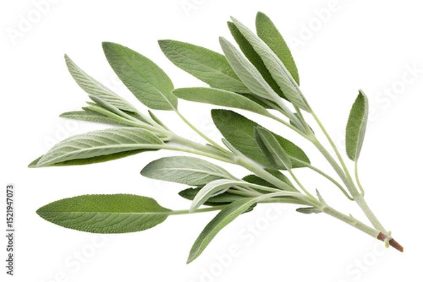 Fototapeta Sage Leaves Isolated on Transparent White Background Fresh