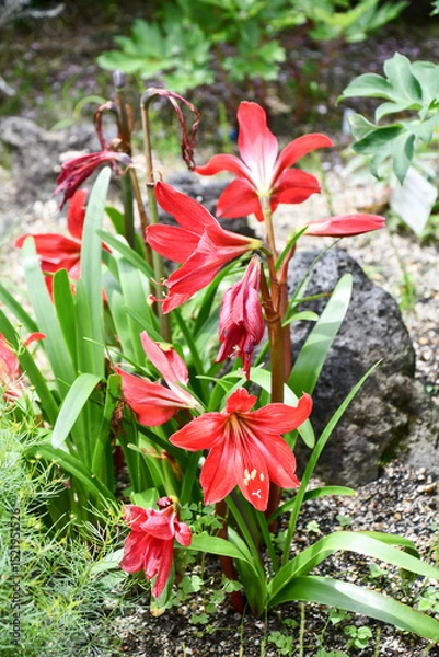 Obraz アマリリス　Amaryllis
