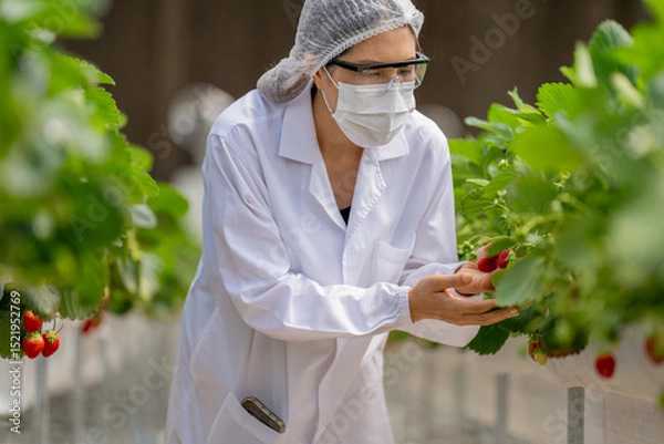 Fototapeta A scientist inspects fresh strawberries in a controlled greenhouse environment, ensuring quality and sustainable farming practices for organic food production and advanced agricultural research.
